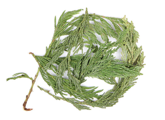 Cedar Leaf MRH Wildharvested