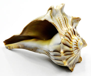 3-4" Dakshinavarti Whelks